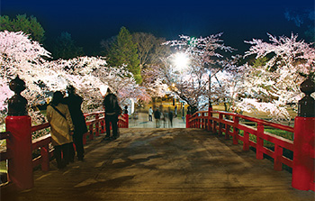 Vista nocturna desde el puente de Gejobashi, de los árboles de cerezo floreciente en el Parque Hirosaki