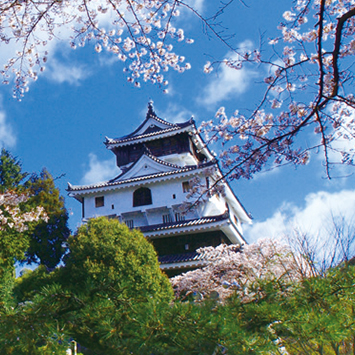 Florecimiento de los cerezos en el Castillo Iwakuni