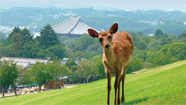 Ciudad de Nara, Prefectura de Nara