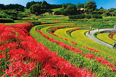 Red spider lilies