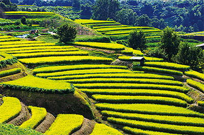 Campos de arroz em socalcos em Chihaya-akasaka-mura