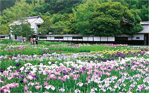 Íris japonesa, destacada pela beleza natural das montanhas ao redor do vilarejo e da parede branca.