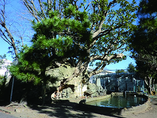 Pinheiro Kabutomatsu e monumento de pedra