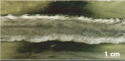 Рисунок 2: Блестящая металлическая поверхность валика сварного шва, очищенного проволочной щеткой из нержавеющей стали